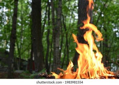 fire or bonfire in the forest, an open flame of fire on a green background of a forest or park
