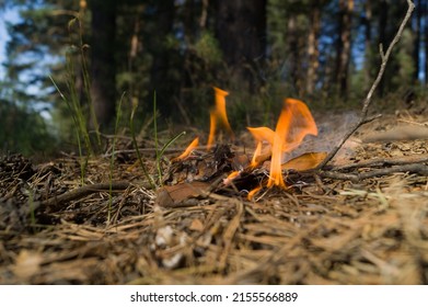 A fire broke out in the woods from an abandoned cigarette butt by a careless man. Wildfire. The threat of the spread of fire and the destruction of the wild forest. Selective focus