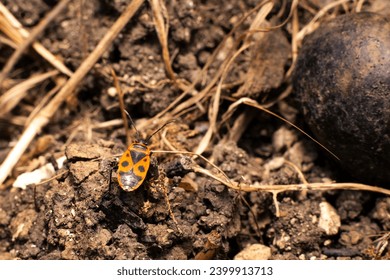 Fire bug with red carapace and black dots and pattern or Pyrrhocoridae runs over earthy ground in home garden