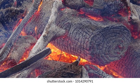 Fire and Burning Trees