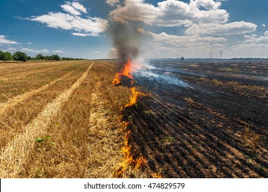 Fire Burns Stubble On The Field  