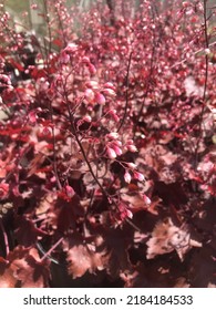 Fire Chief Heuchera Plant Mature