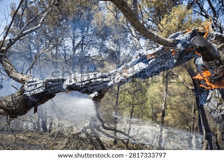 Fire consumes a fallen tree trunk. Water sprays to douse flames. Smoke rises from scorched bark. Trees stand behind, charred and bare. Nature endures fire's destructive force