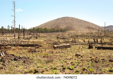 fire damage after a wild fire in the Coconino National Forest