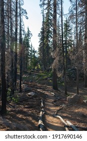 Fire Damage To Oregon Forest