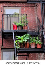 Fire Escape Garden