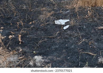 Fire fields, scorched earth, the aftermath of a meadow fire
