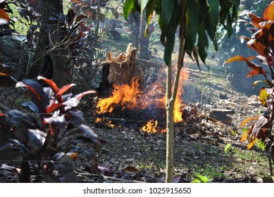 fire in the forest
