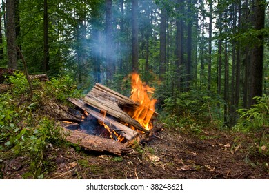 fire in forest