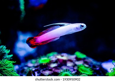 Fire goby (Nemateleotris magnifica) isolated in a reef tank with blurred background