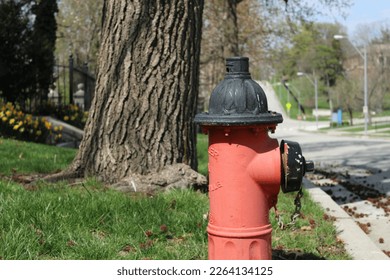Fire Hydrant by a tree