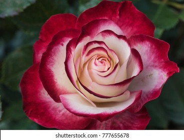 Ice Roses High Res Stock Images Shutterstock
