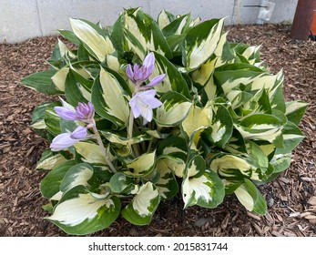 Fire And Ice Hosta Flower