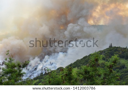 Fire in the jungle in Waialua, Oahu, Hawaii