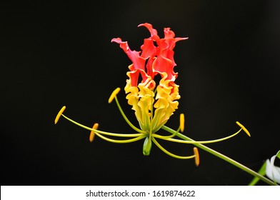 Fire Lily, Gloriosa Lily. Gloriosa Superba, Colchicaceae.