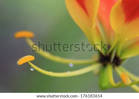 Similar – Image, Stock Photo Orange Lily lily fire lily
