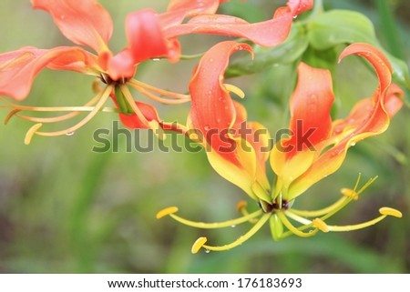 Similar – Image, Stock Photo Orange Lily lily fire lily