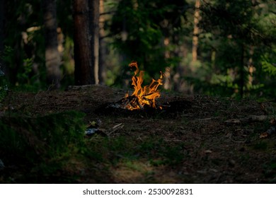 fire in middle of forest