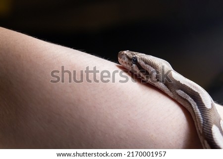 Fire Mojave Axanthic VPI  Python Snake Crawling on Human Skin