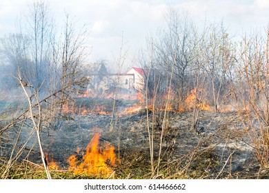 Fire On The Field, Burns Dry Grass, Trees, And Burn Alive On The Field