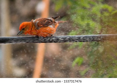 The Fire Sanhaçu Is A Passerine Bird Of The Family Cardinalidae.