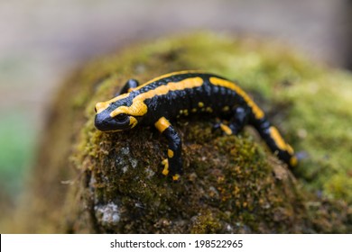 Fire Salamander