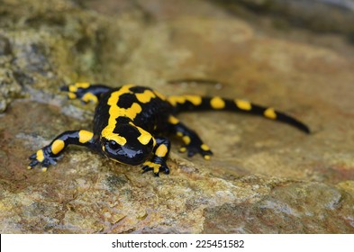 Fire Salamander