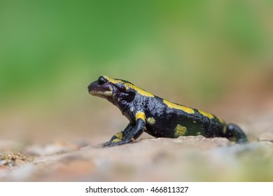 79 Common fire salamander Images, Stock Photos & Vectors | Shutterstock