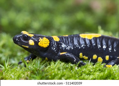 Fire Salamander