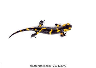 fire salamander bright colored amphibian and poisonous animal on white background