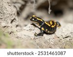 Fire salamander comes out of its cave - Salamandra salamandra