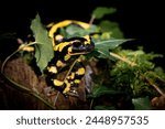 Fire salamander
The fire salamander is a common species of salamander found in Europe. It is black with yellow spots or stripes to a varying degree