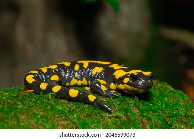 Fire salamander in the forest