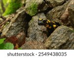 Fire Salamander hiding in the rocks. The fire salamander (Salamandra salamandra) is a common species of salamander found in Europe. 