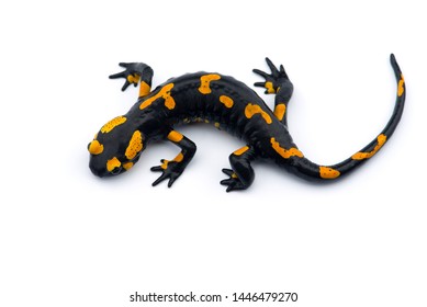 The Fire Salamander Isolated On White Background