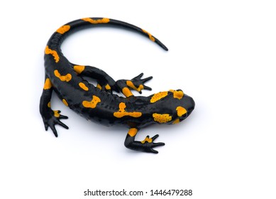 The Fire Salamander Isolated On White Background