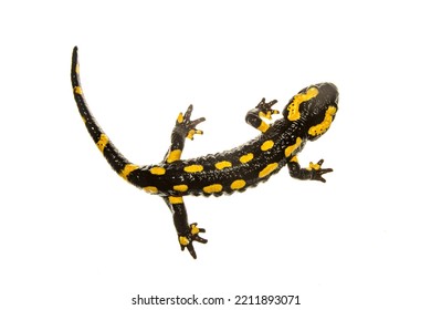 The Fire Salamander Isolated On White