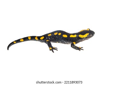 The Fire Salamander Isolated On White