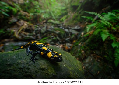 Fire salamander in the natural environment, natural habitat, wide macro lens, Salamandra salamandra, Czech Republic,