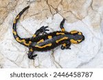 fire salamander on a rock near the river (Salamandra salamandra)