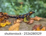 Fire salamander poses for the camera