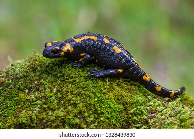 Fire Salamander, Salamandra Salamandra