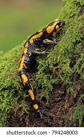 Fire Salamander (Salamandra Salamandra)