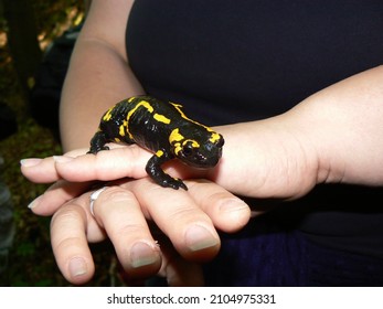  fire salamander (Salamandra salamandra) is a common species of salamander found in Europe
It is black with yellow spots or stripes to a varying degree; some specimens can be nearly completely black