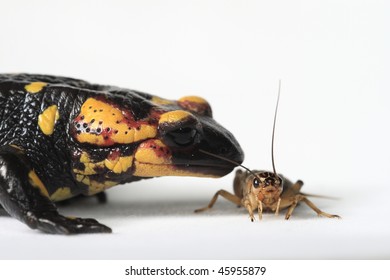 Fire Salamander (Salamandra  Salamandra) Eating A Brown Cricket On A White Background