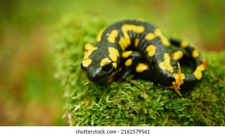 Fire Salamander Salamandra salamandra forest on moss detail, endangered species protected by law, indicator environment, amphibian beech mountain forest protected landscape area