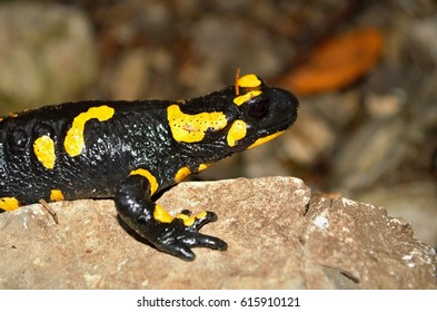 109 Happy spotted salamander Images, Stock Photos & Vectors | Shutterstock