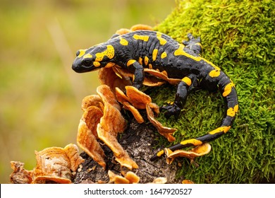 Fire salamander, salamandra salamandra, looking sideways from a moss covered tree in forest. Patterned toxic animal with yellow spots and stripes in natural habitat.