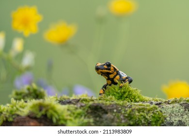 Fire salamander  salamandra salamandra  looking sideways from moss covered tree in forest  Patterned toxic animal and yellow spots   stripes in natural habitat 