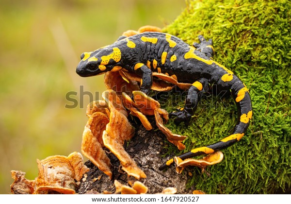 Fire salamander,\
salamandra salamandra, looking sideways from a moss covered tree in\
forest. Patterned toxic animal with yellow spots and stripes in\
natural habitat.